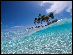 Ocean, Palmy, Wyspa